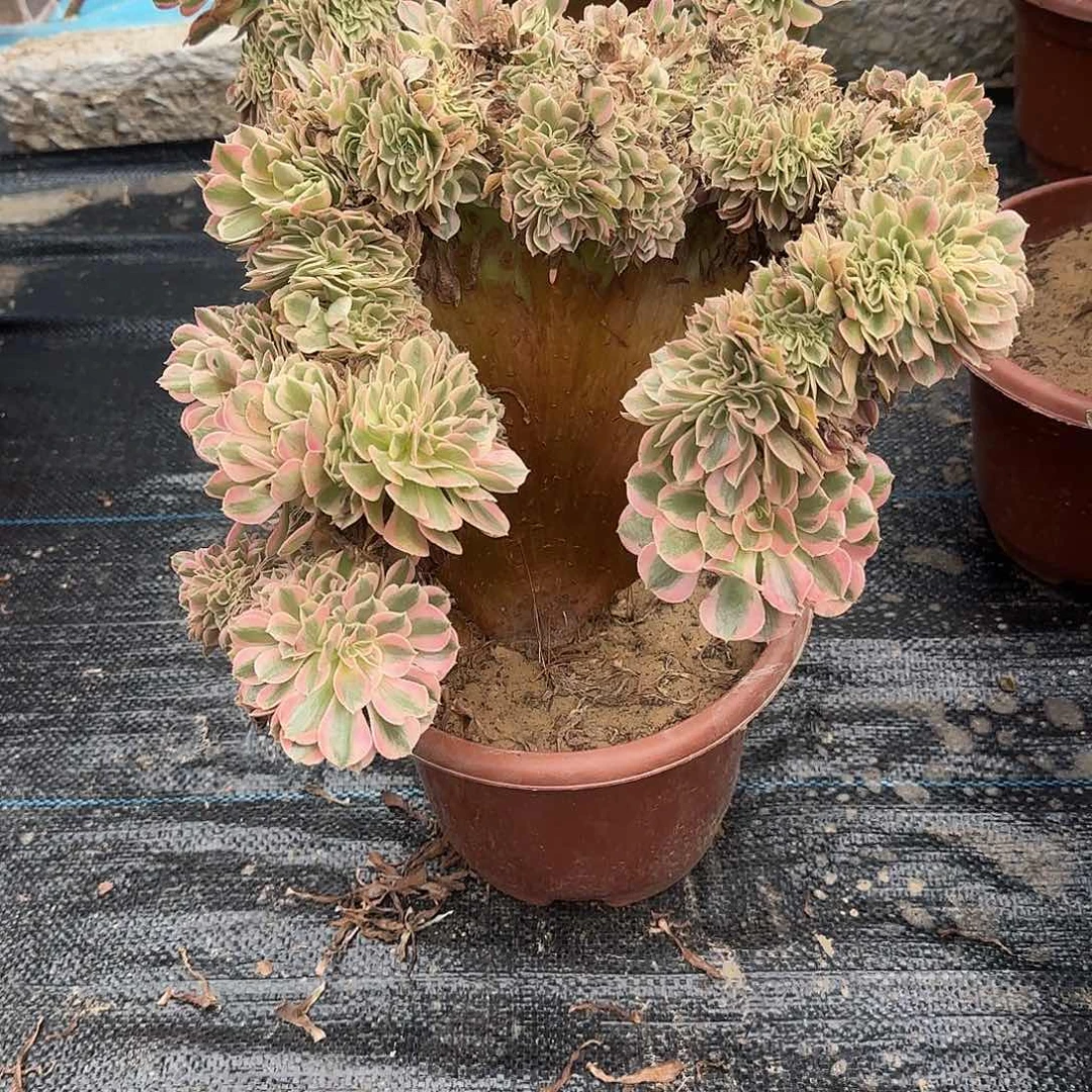 莹***莹无花朵粉女巫缀话吞吐发货
