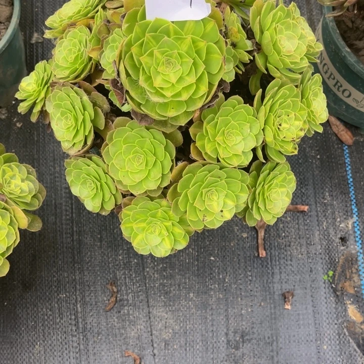 379多肉植物法师老庄