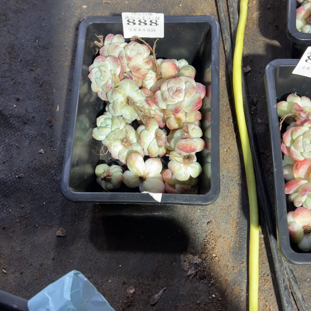 ***888号瑕疵冰玉到手21颗 不包整散不售后