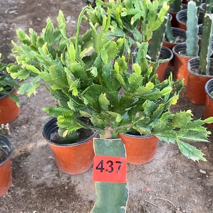无花朵逍***³妹妹437号新疆不包邮