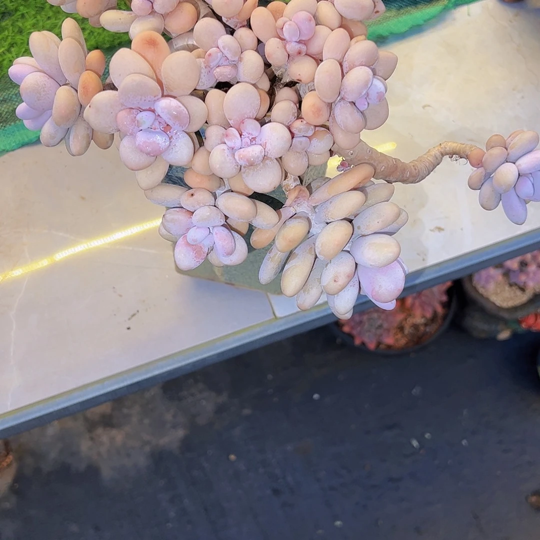 桃蛋桃蛋桃蛋桃蛋桃蛋