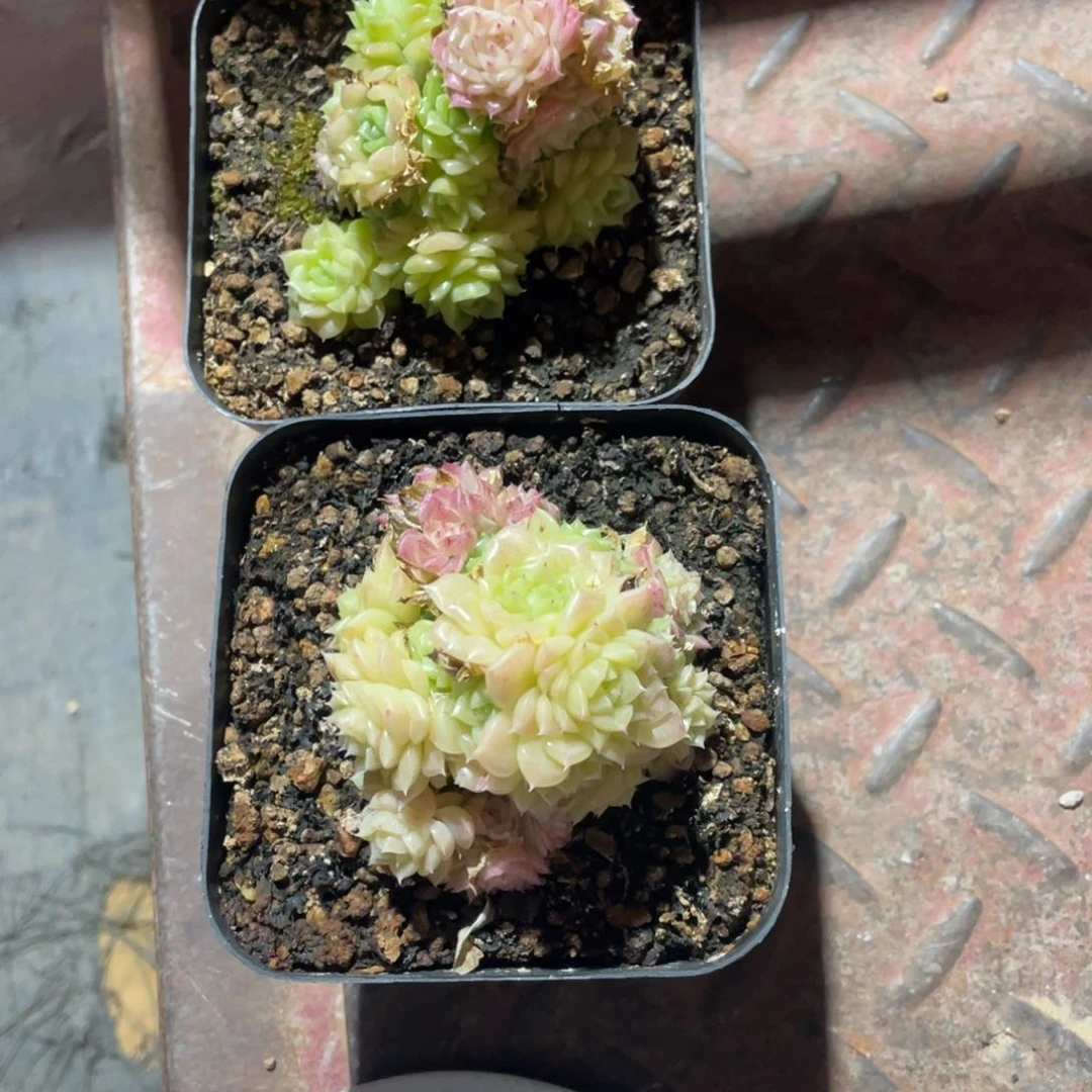 多肉麦秆大群一个一组