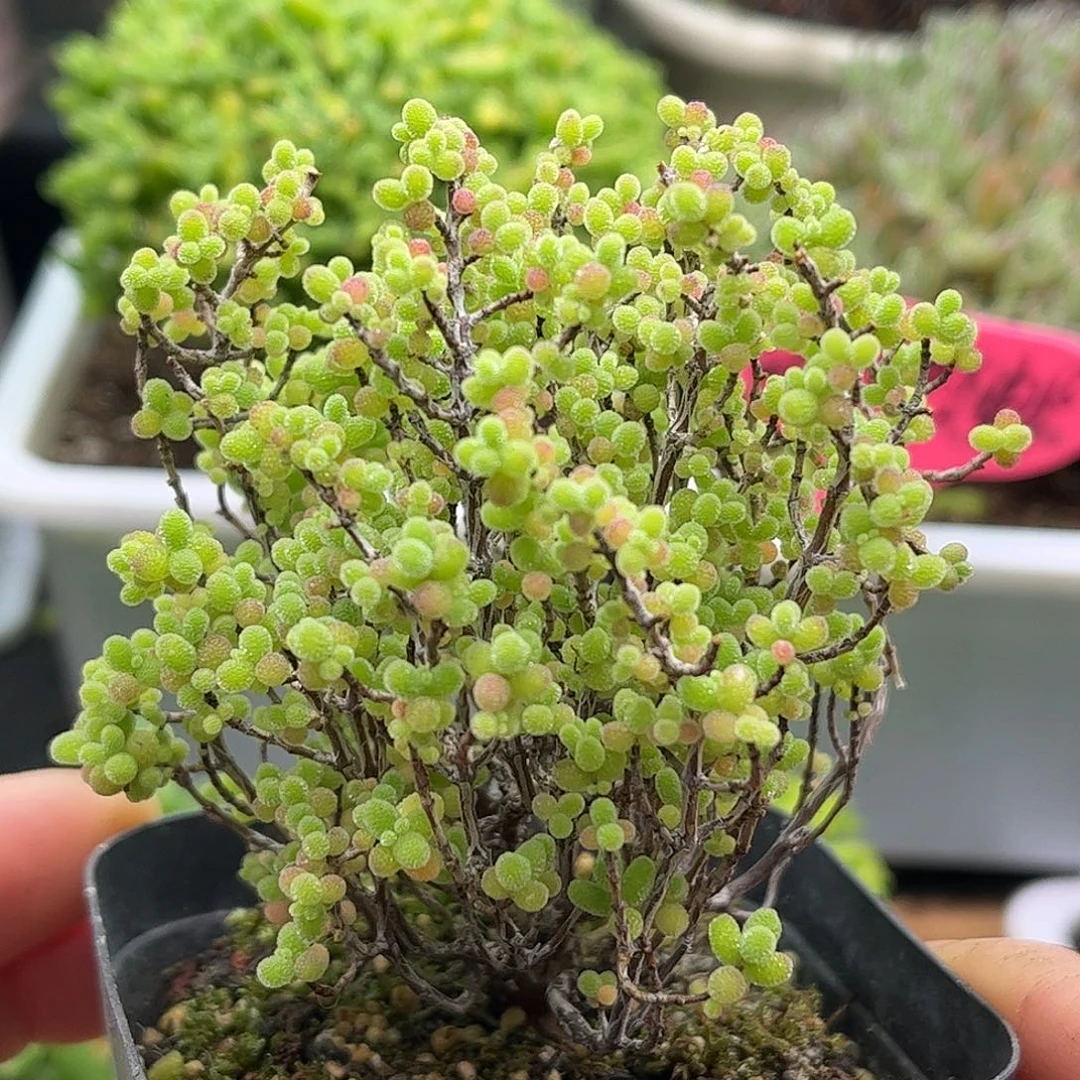 003蜜桔糖球优选枝干