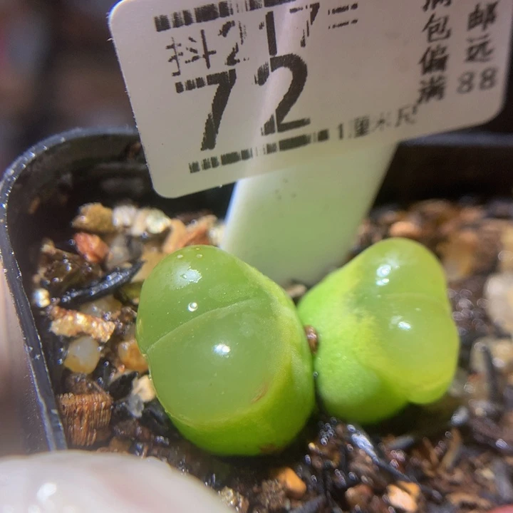 精品生石花217.72疤特