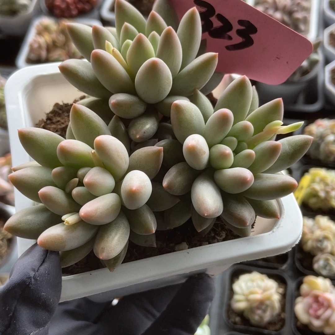 323水晶球多肉植物保护