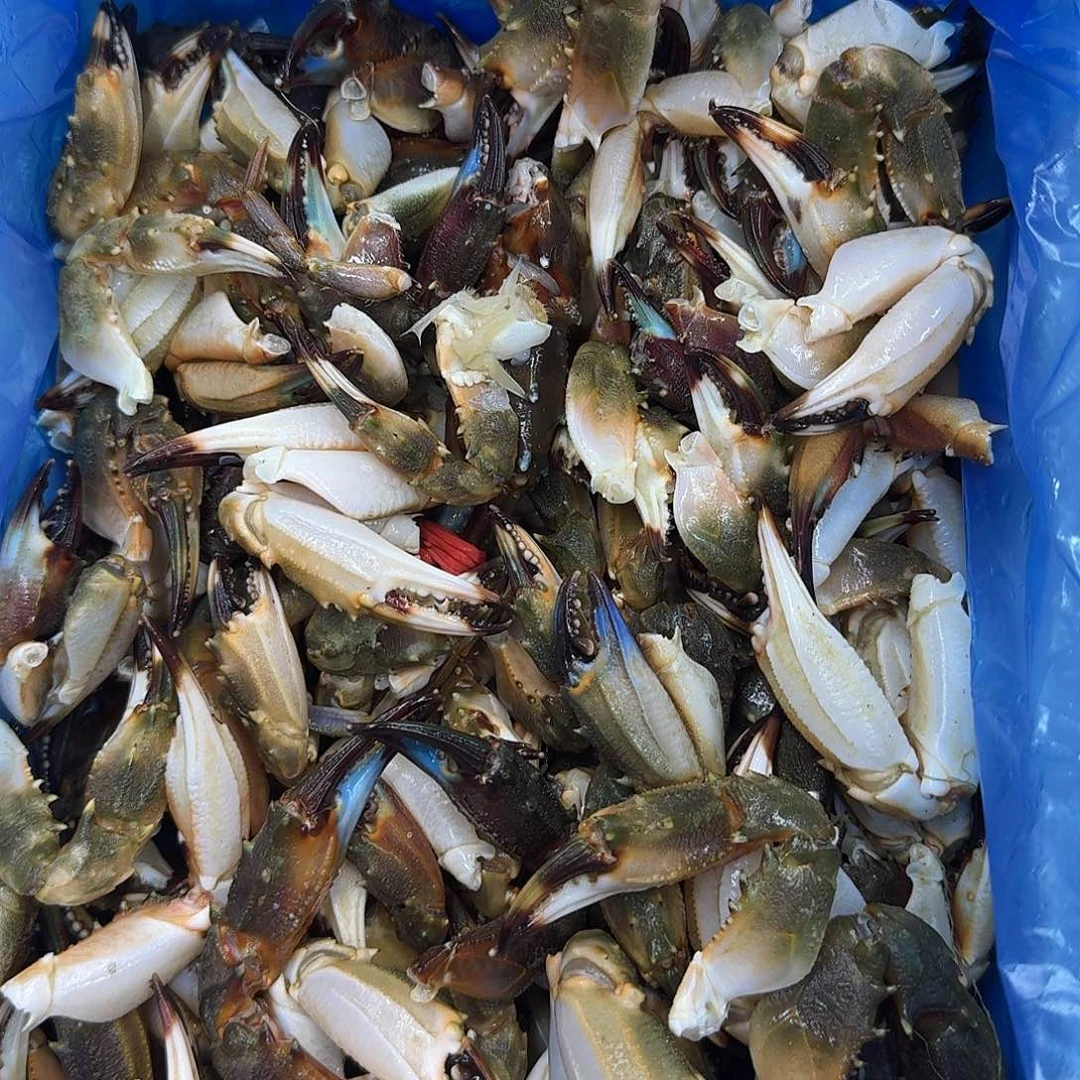 中国大陆蟹钳子3斤顺丰包邮