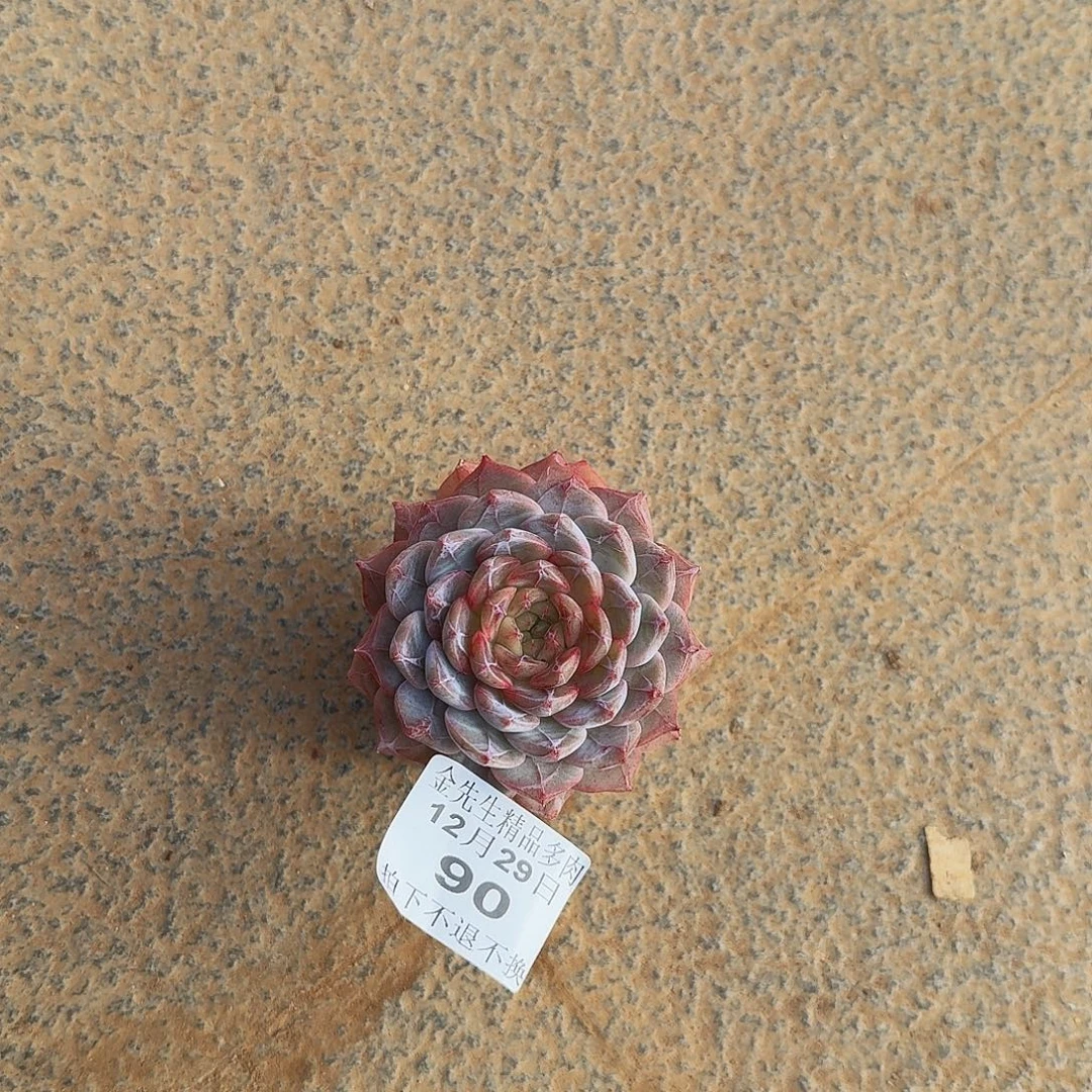 ****࿐1229-90溏心单头a