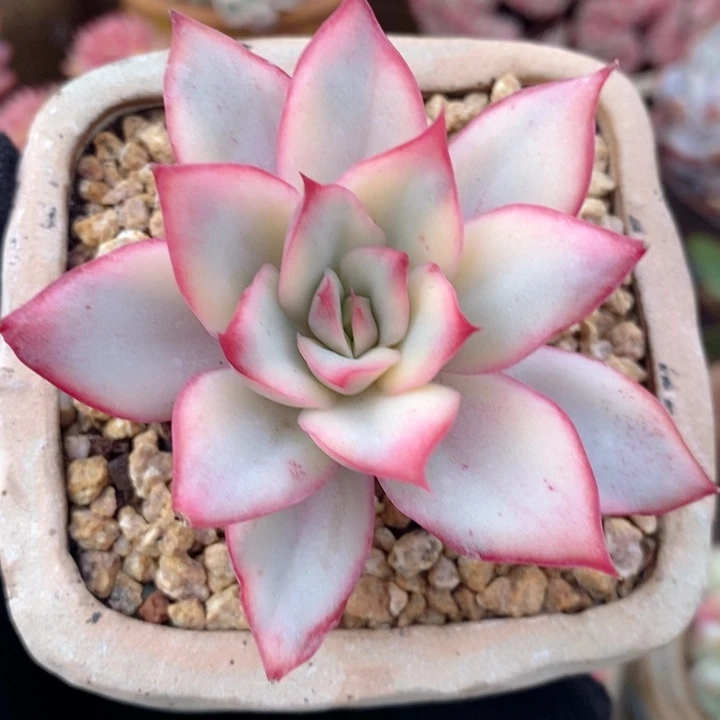 月光女神锦 韩货精品