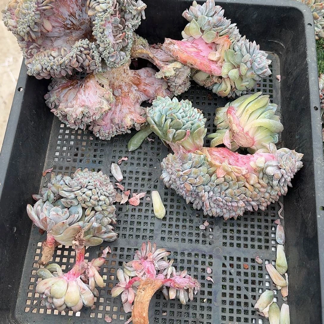 星影缀化瑕疵一筐