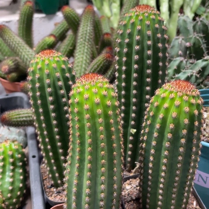 进口金妞金1自根一杯