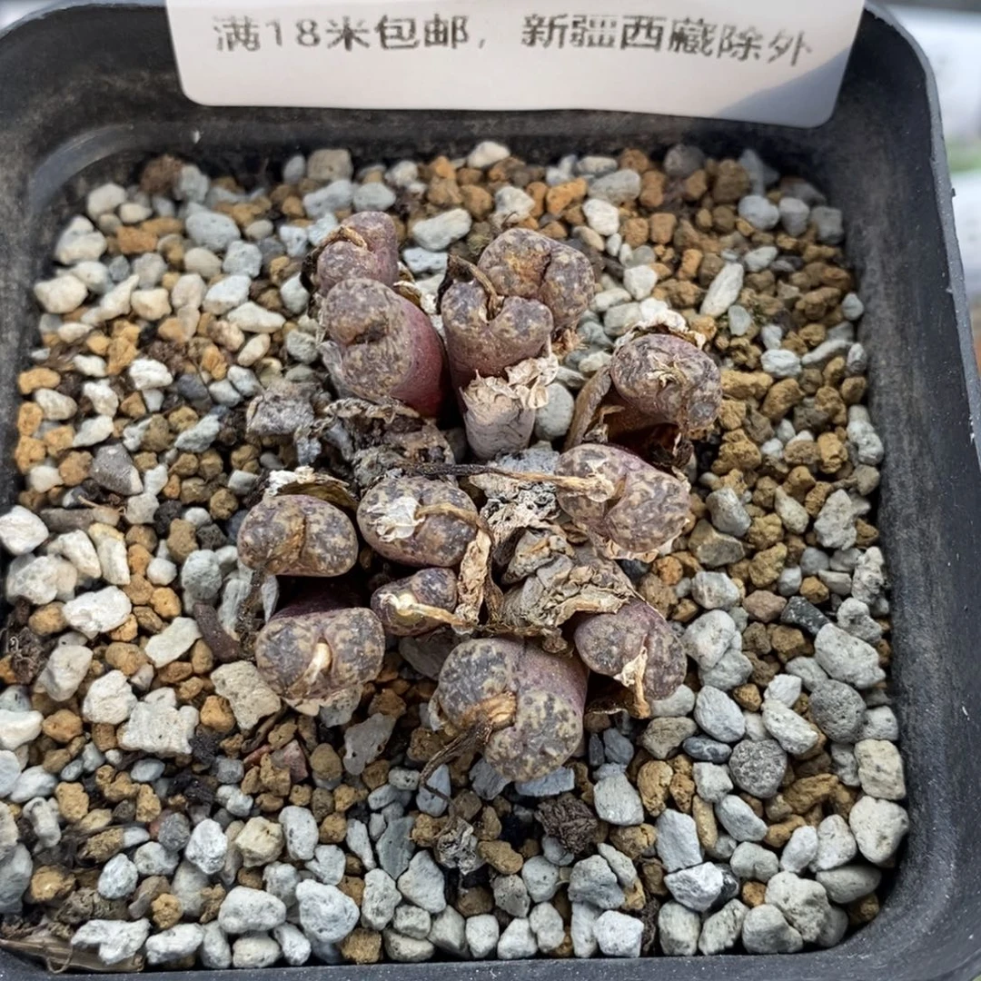 8666。