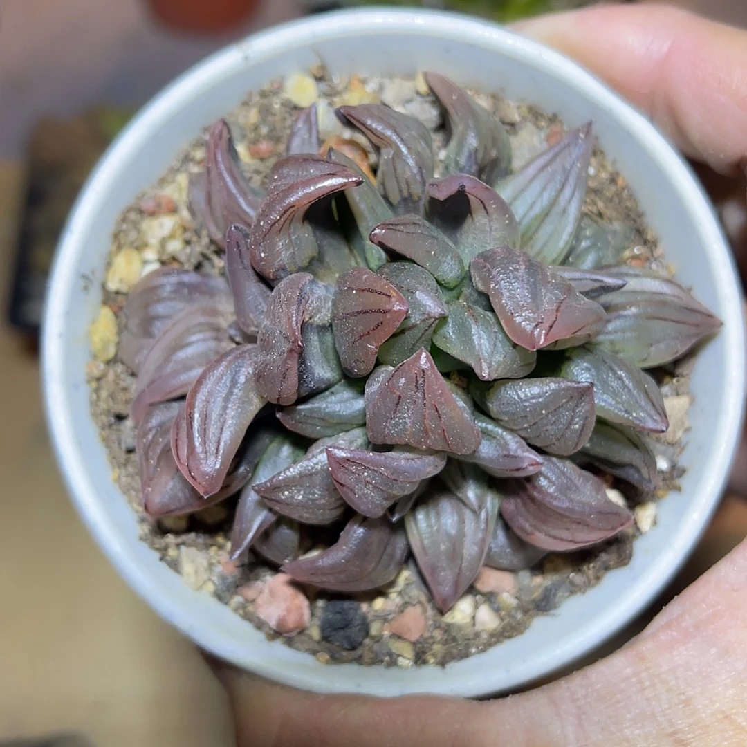 实生西瓜寿大群一物一拍