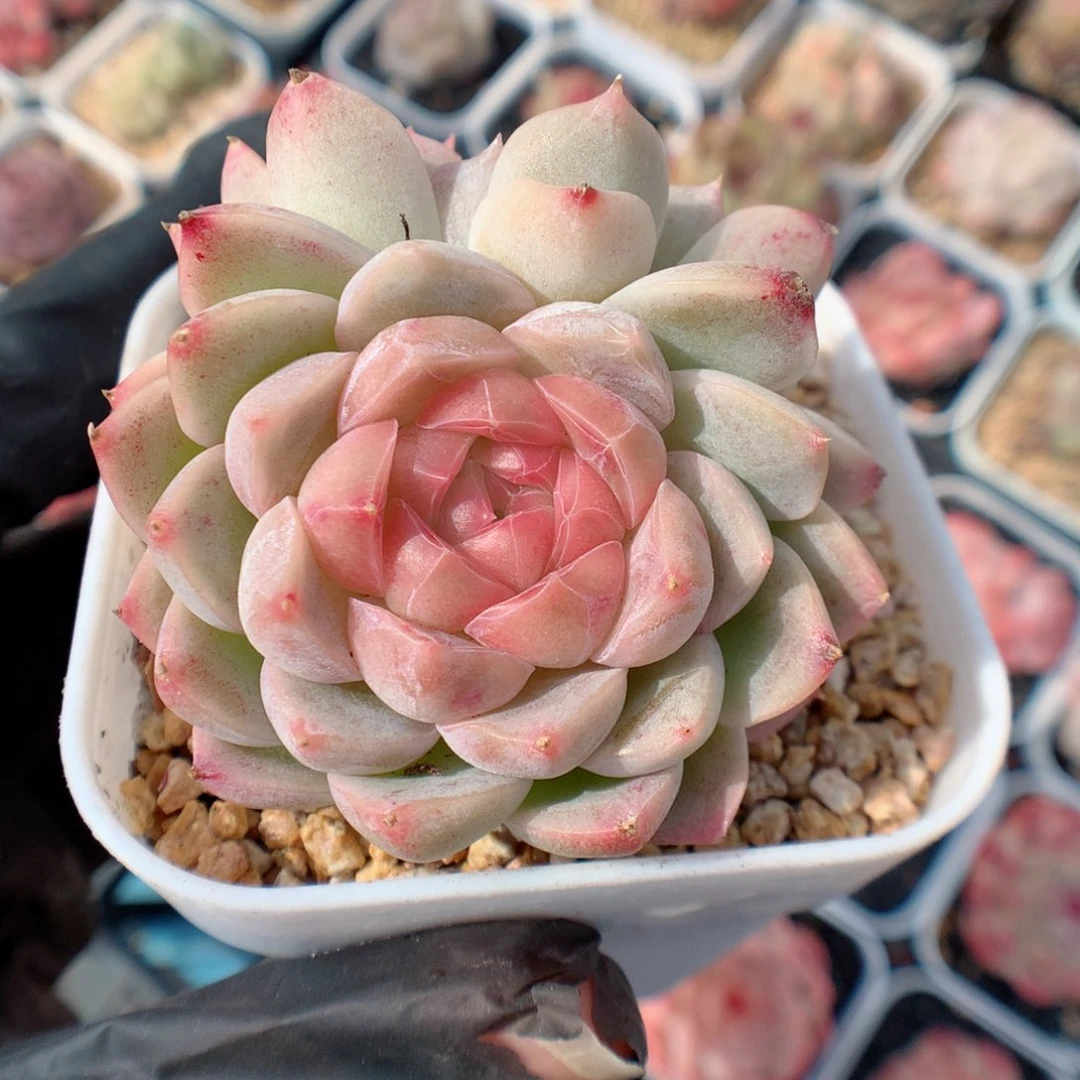 多肉植物。 糖心37