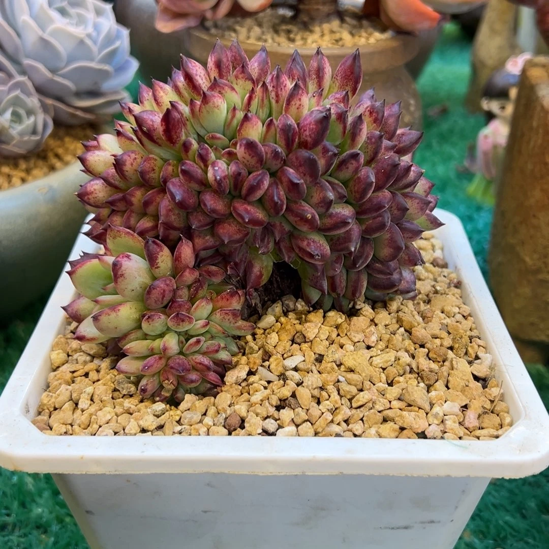 红拉糖缀化，，，，，，，，，