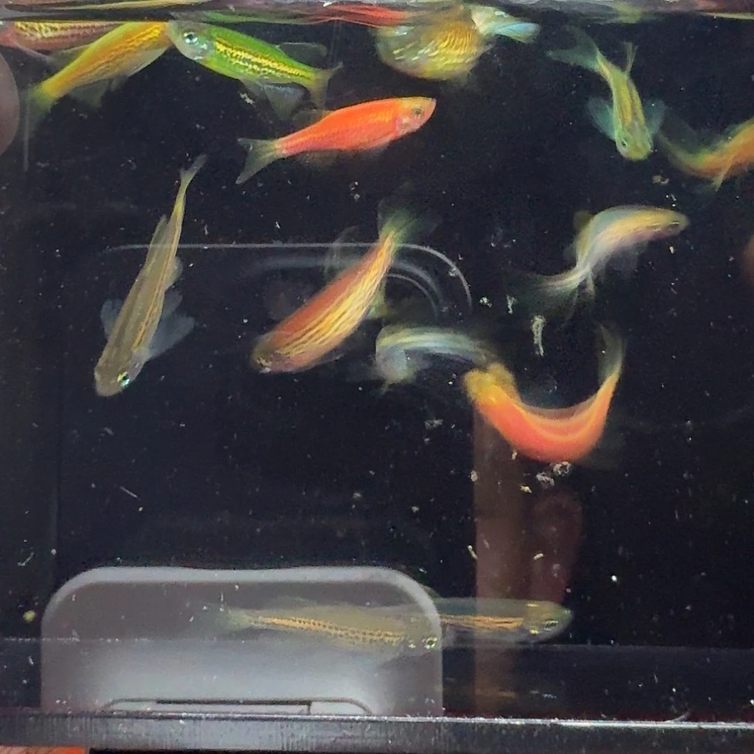 斑马鱼2组包邮1.5-2cm豹纹蝶翼斑马随机10条