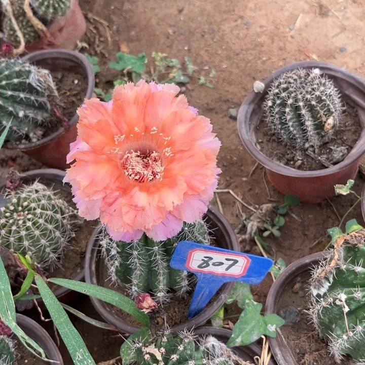 807，彩草魅羽。。。。。