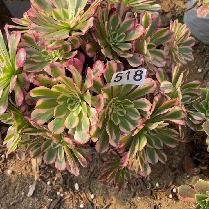 无花朵518多肉植物红铜白有断枝