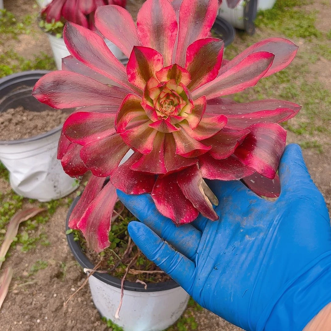 无毒锦单头多肉植物