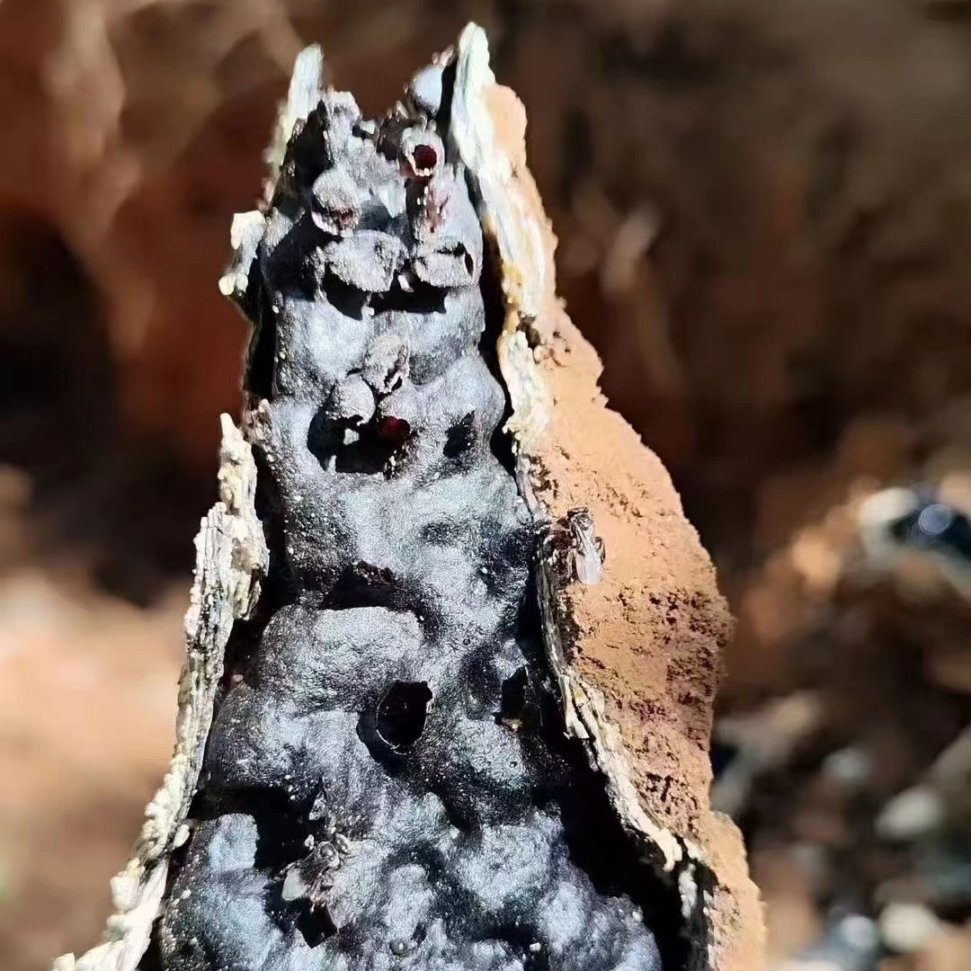 云南野生酸蜂花粉土酸新鲜大颗粒手工精挑无杂质百花粉树酸花香浓