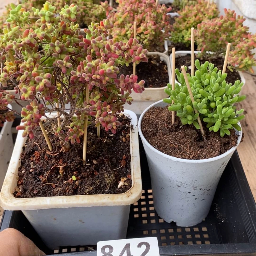 枝干番杏多肉植物842