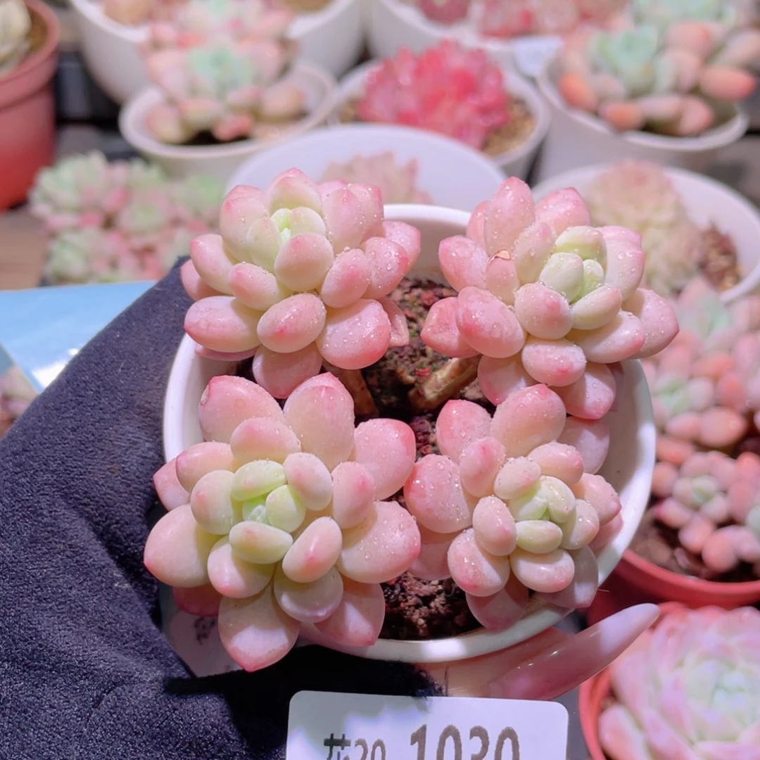花利美20-1030洛可可