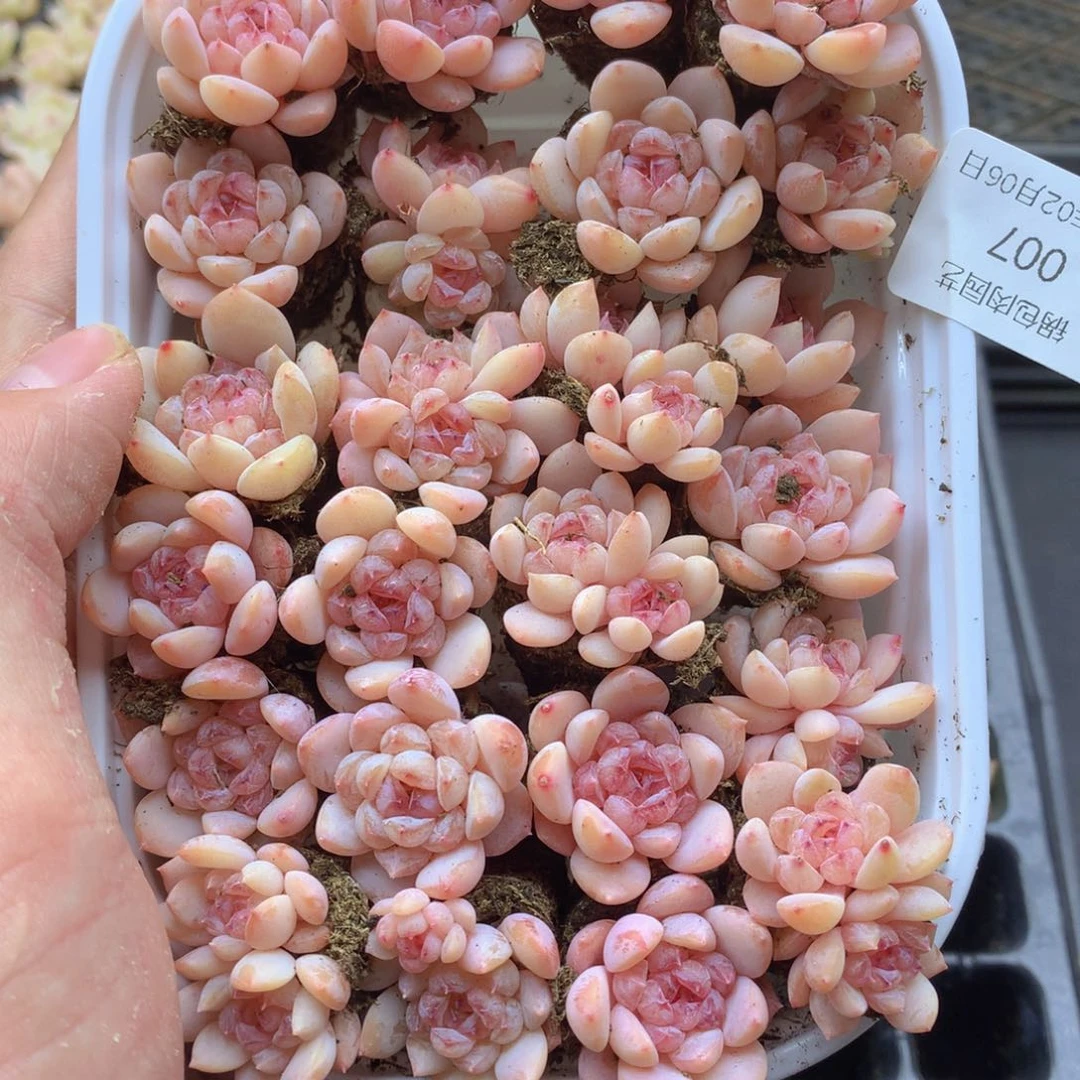 反反复复还是很开心007