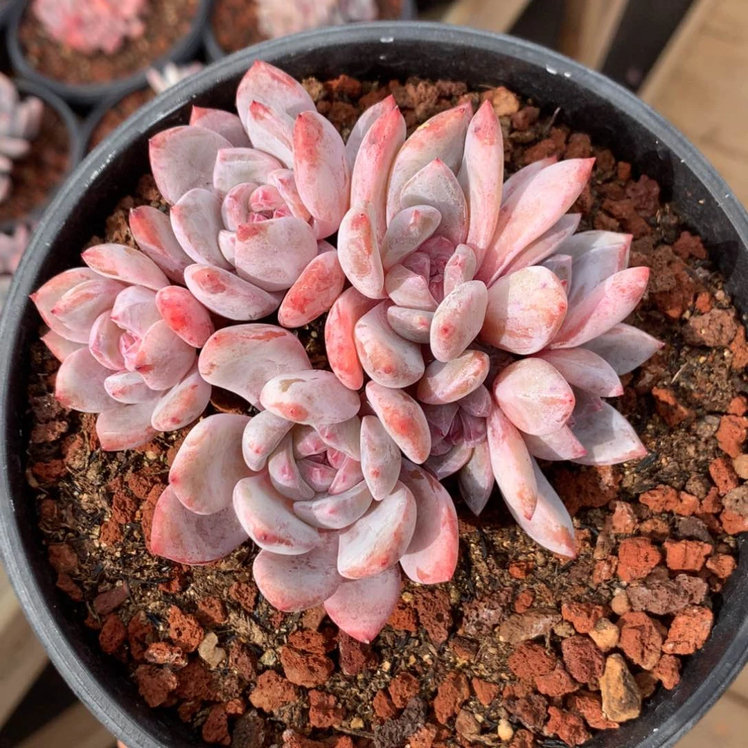 橙梦露老桩（9.5cm）十九号多肉铺