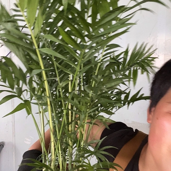 全部花苞处理袖珍椰子9.9的