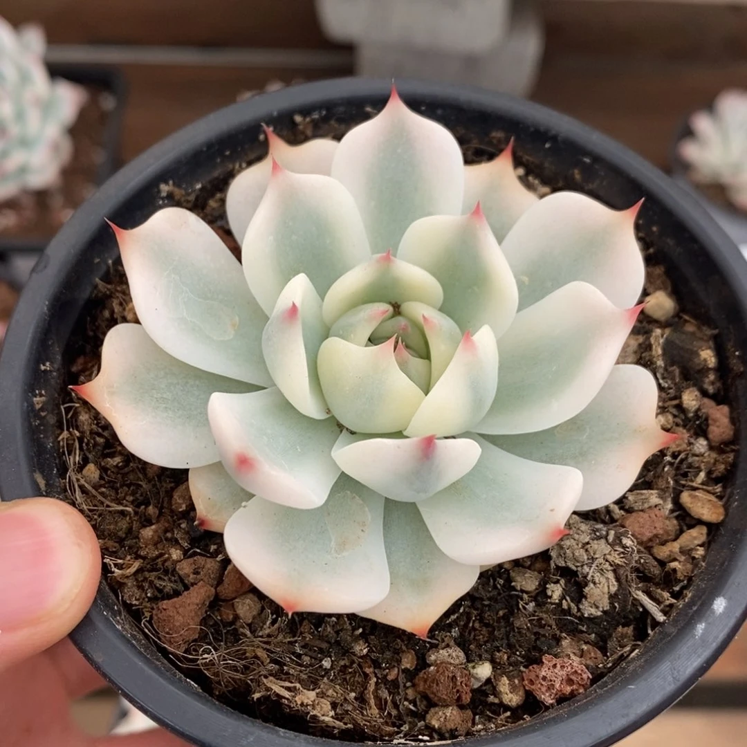 吉娃娃锦多肉植物525号