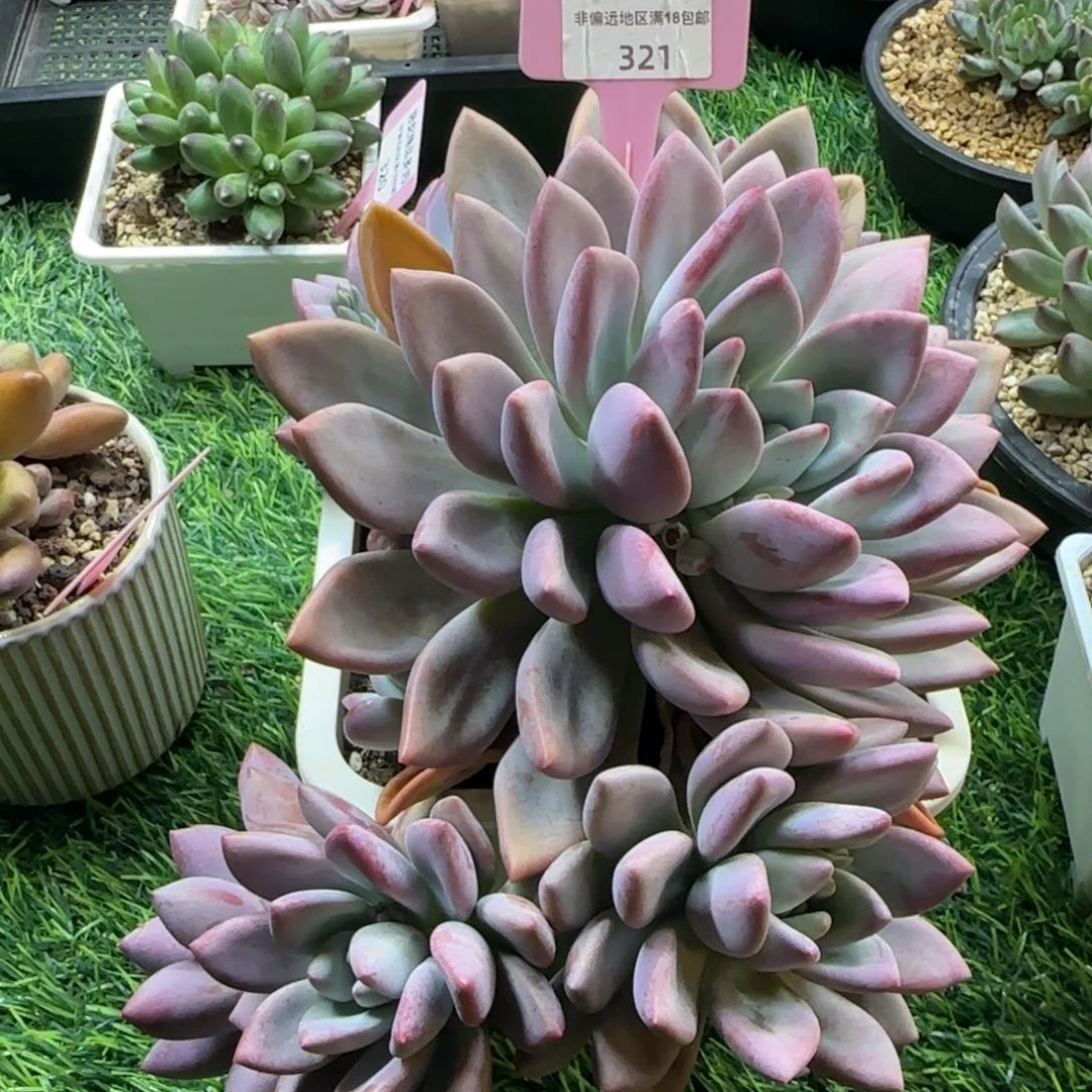 锦安精品多肉植物321