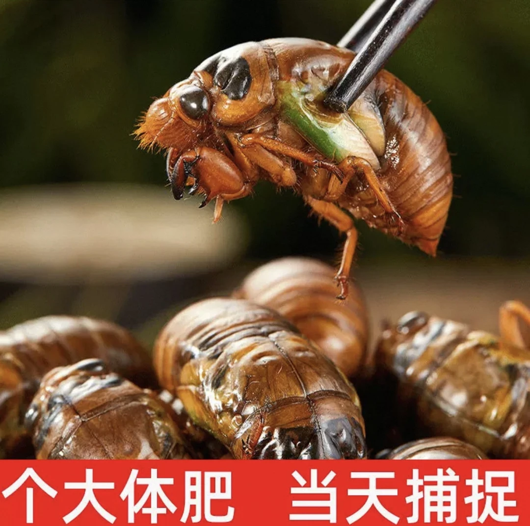 山东特产新鲜速冻知了猴金蝉可烧烤油炸京东冷链发货