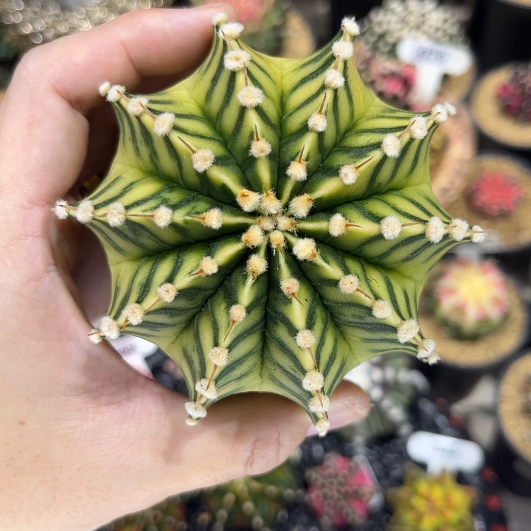 实生根蜘蛛网纹肋骨锦——-