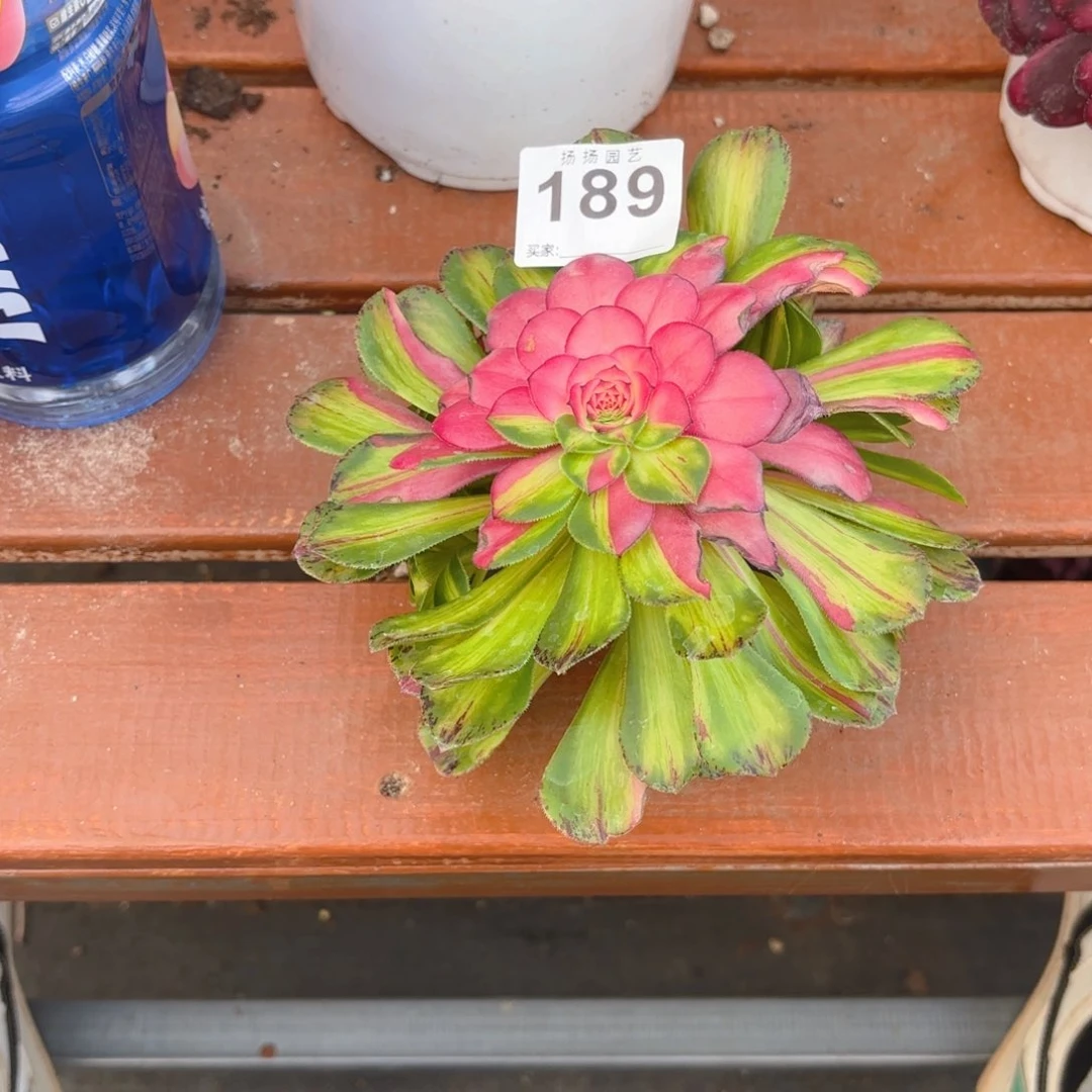 海**色12345  189多肉法师