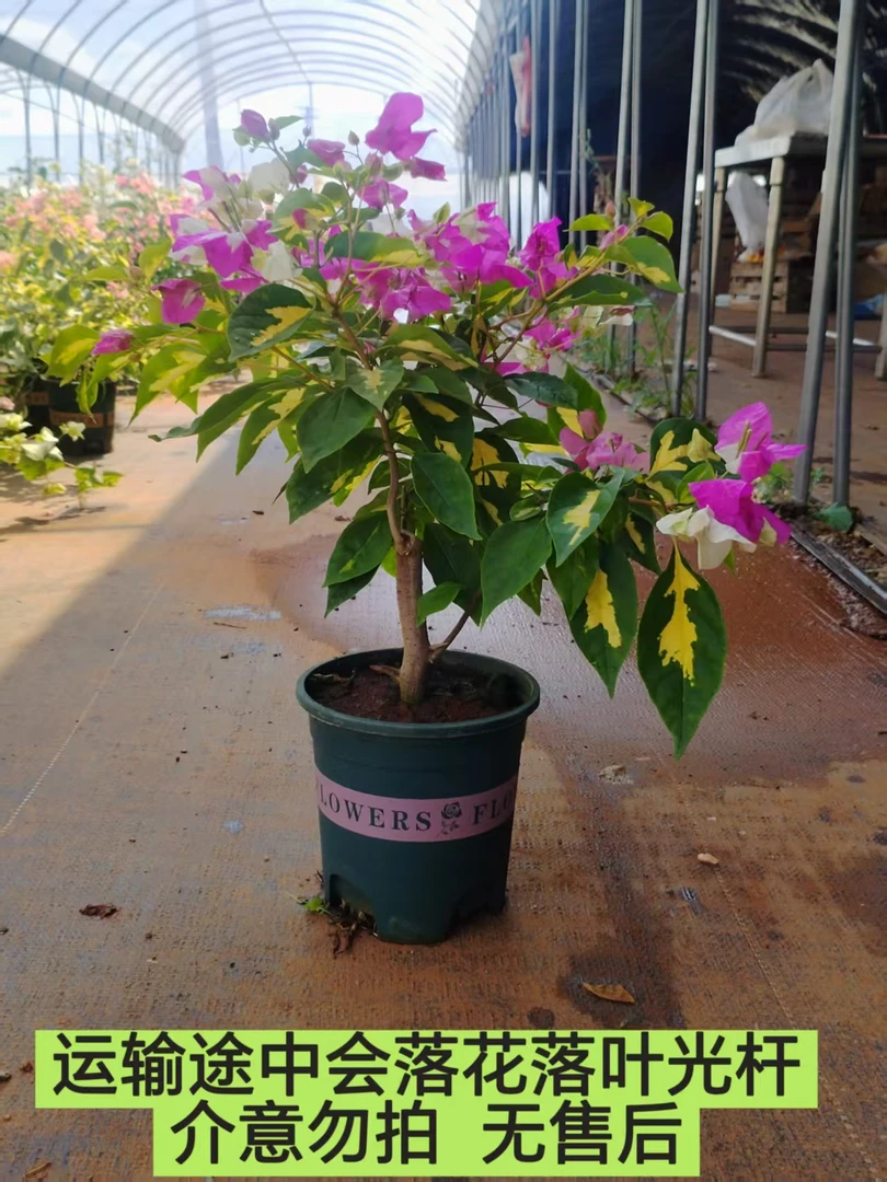 【金心双色】三角梅运输途中掉花落叶实属正常介意勿拍