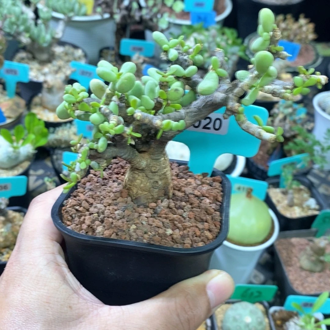 延寿城多肉植物一个