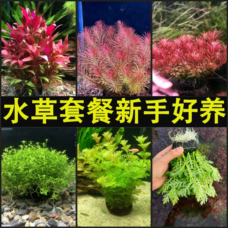 水草植物真草阴性绿菊蜈蚣草鱼缸造景耐活增氧净化水质