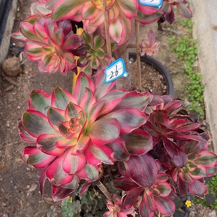 金***）烈焰小歪头手捧多肉