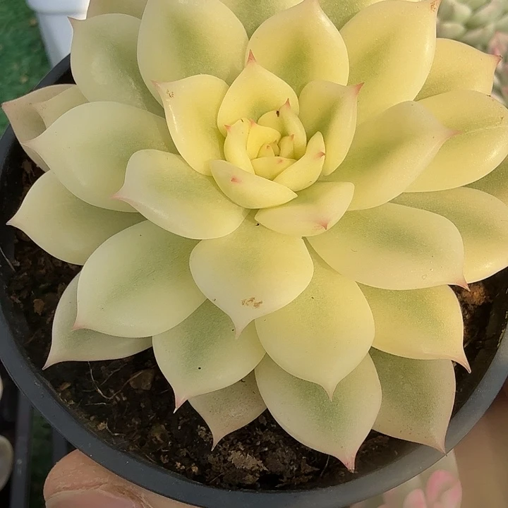 海蓝锦多肉锦植物