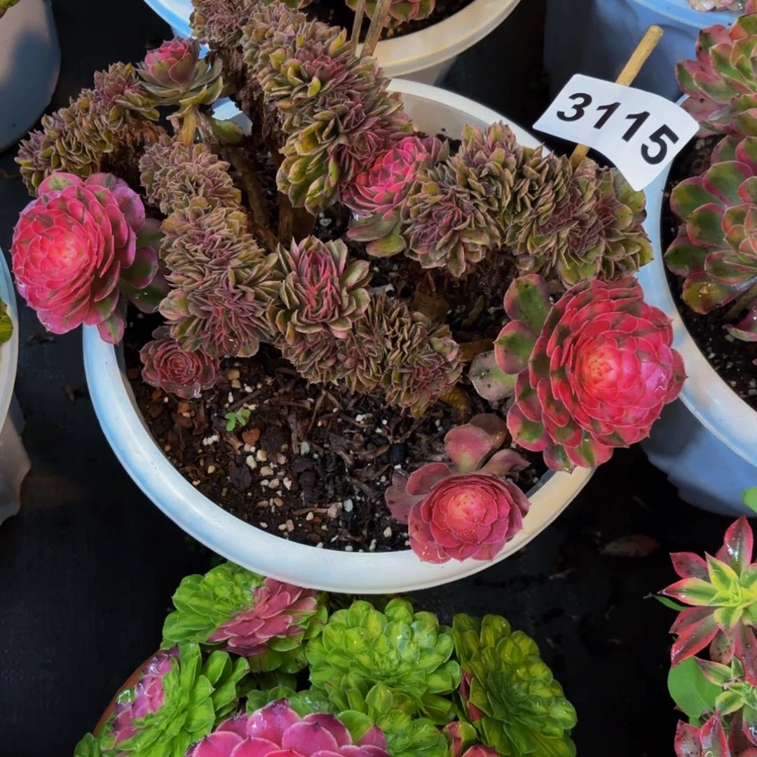 H*3115多肉植物荔枝缀