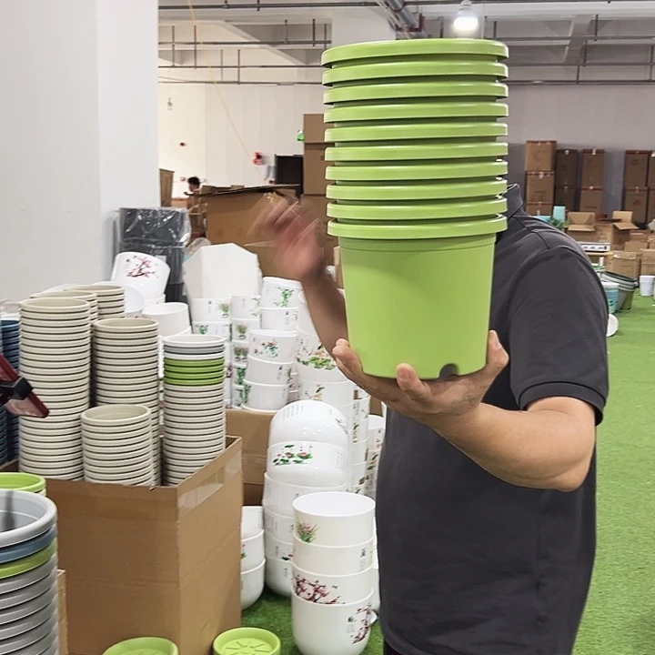 特价2号四季口17高15果绿色3个无托