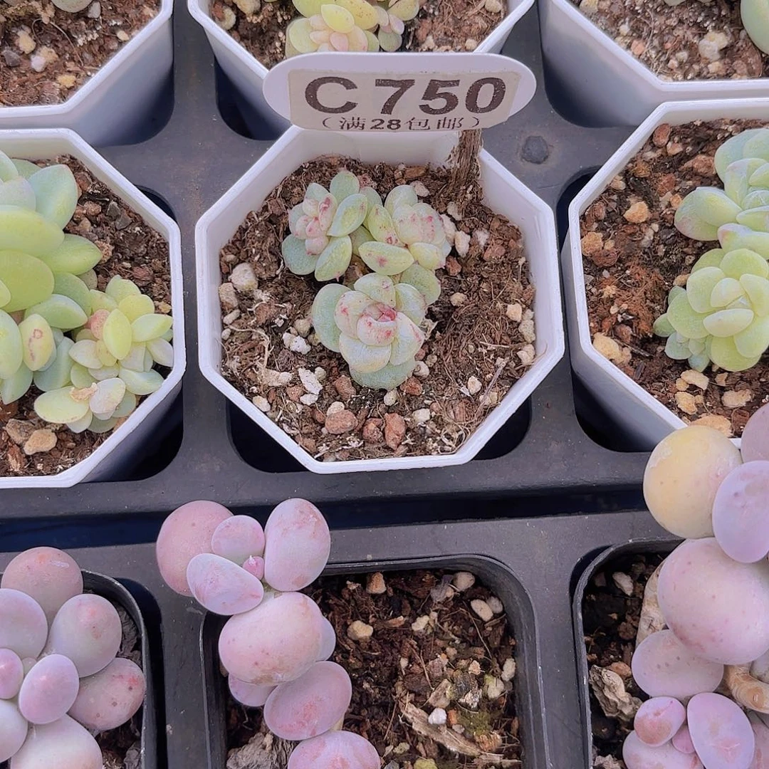 w***UC750阿尔巴石化一物一拍