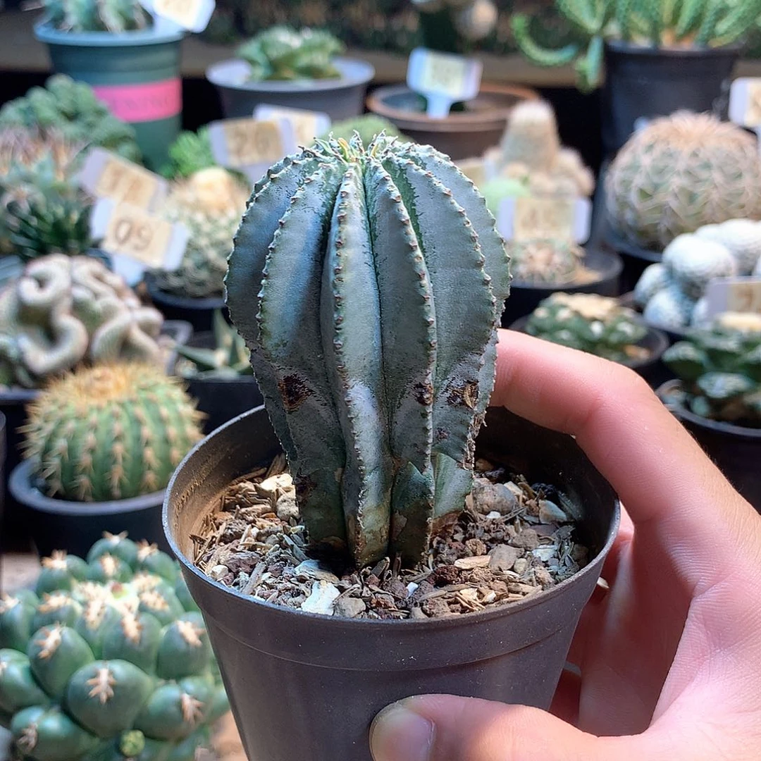 自根魁尾玉