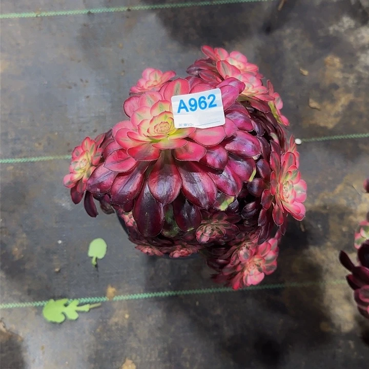 诗**赋962香奈儿多肉法师