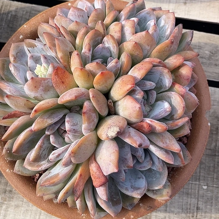 石榴子星影老桩多肉