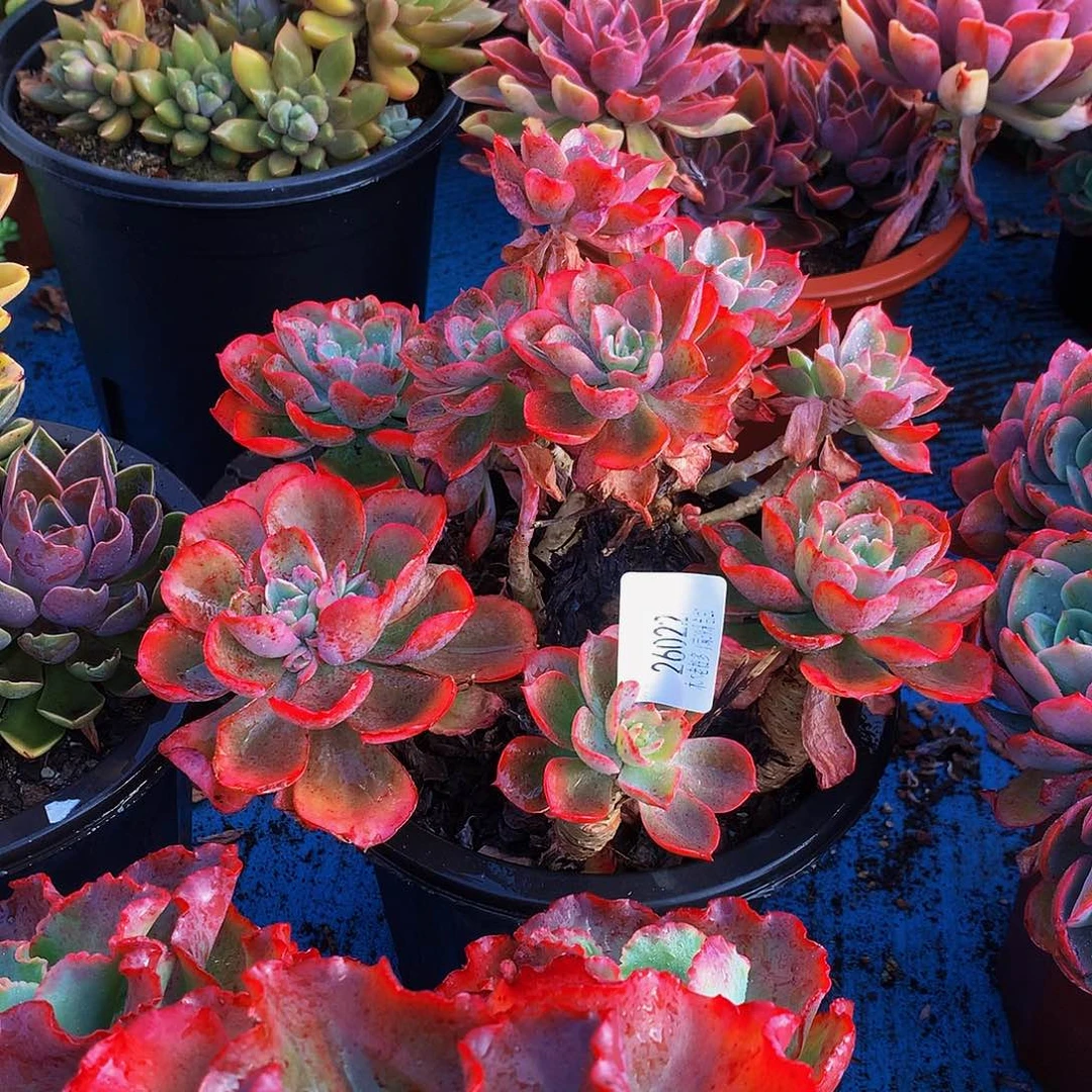 我***心    雨滴多肉26022