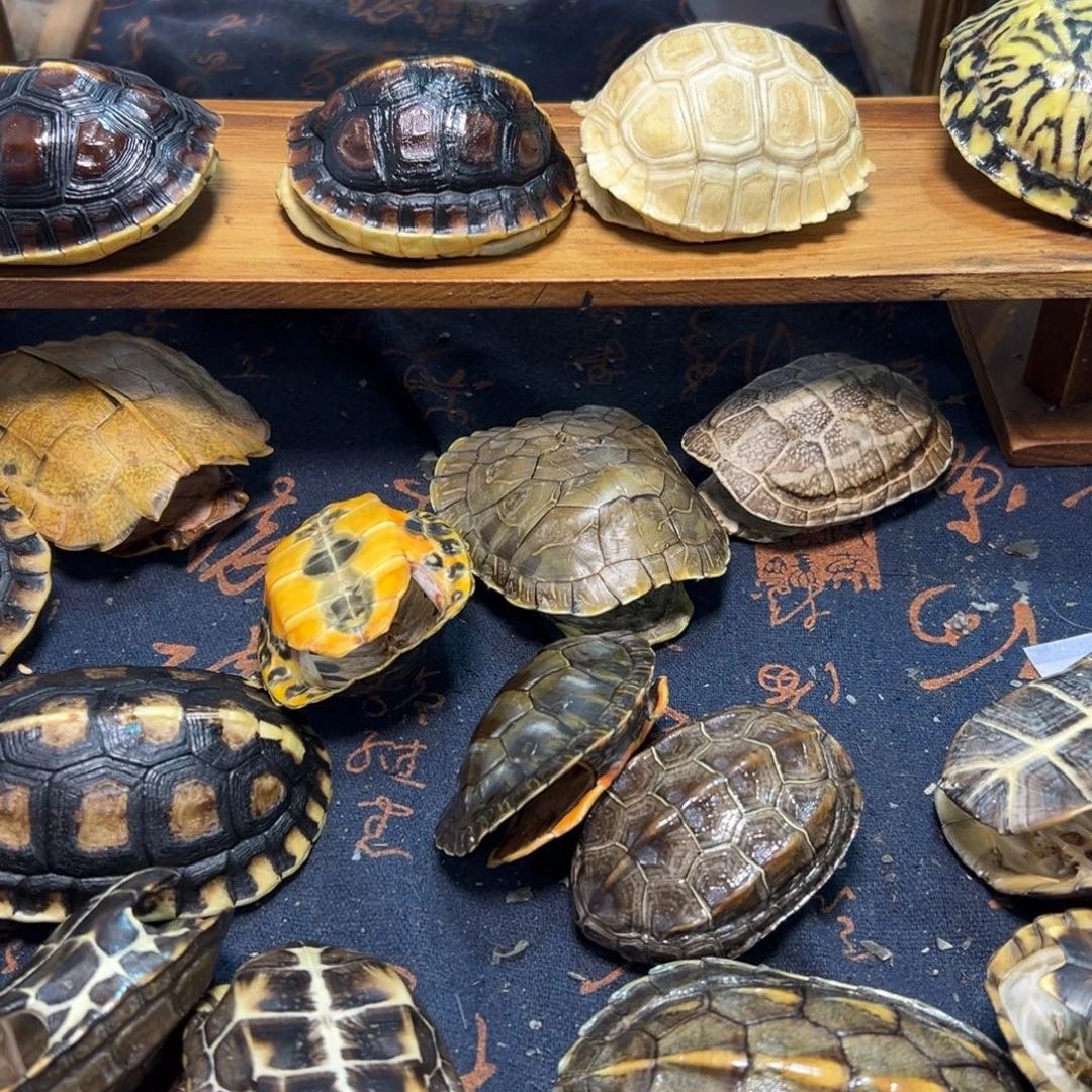 紫***炎呀呀呀呀呀呀呀呀呀呀