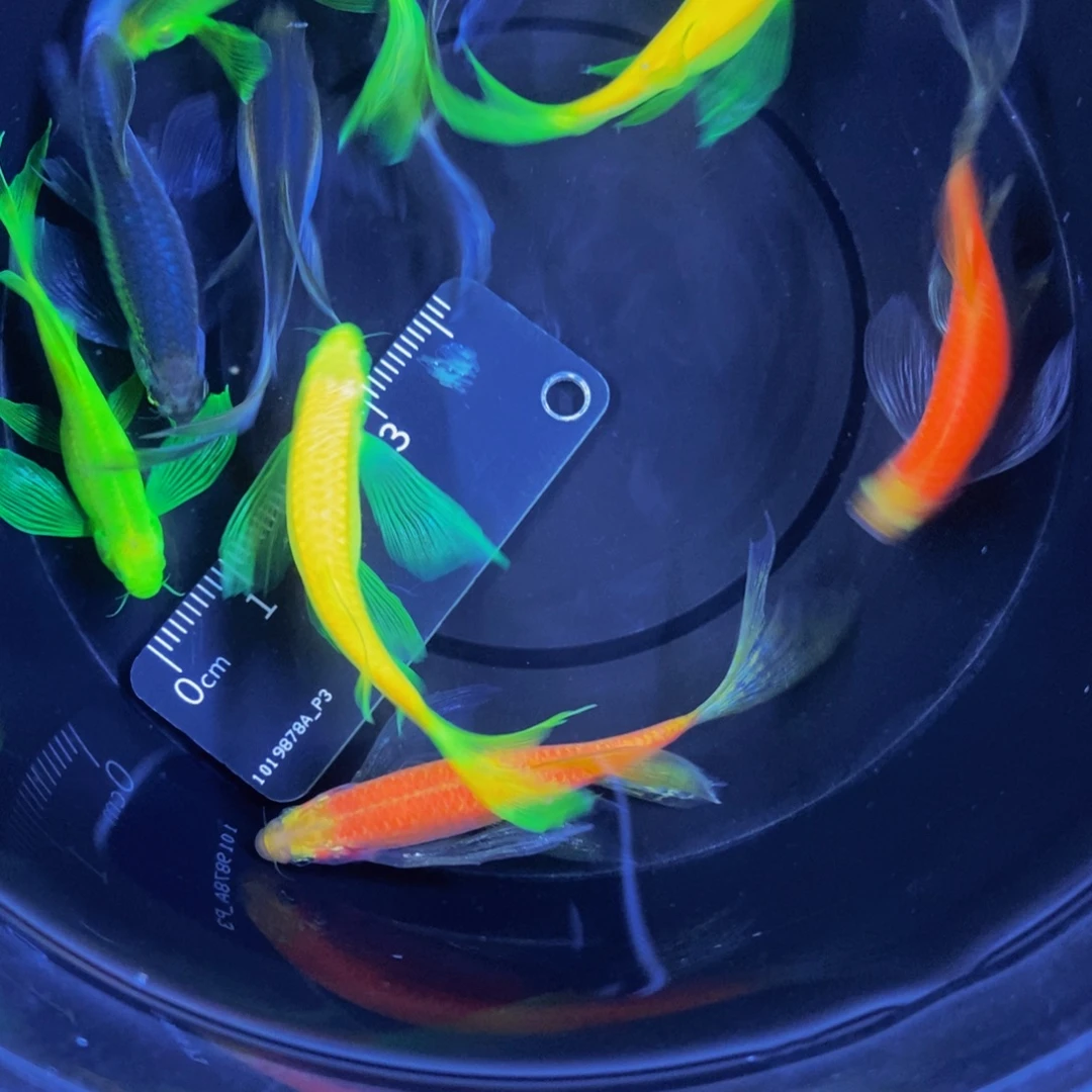 斑马鱼蝶翼斑马大号8送一