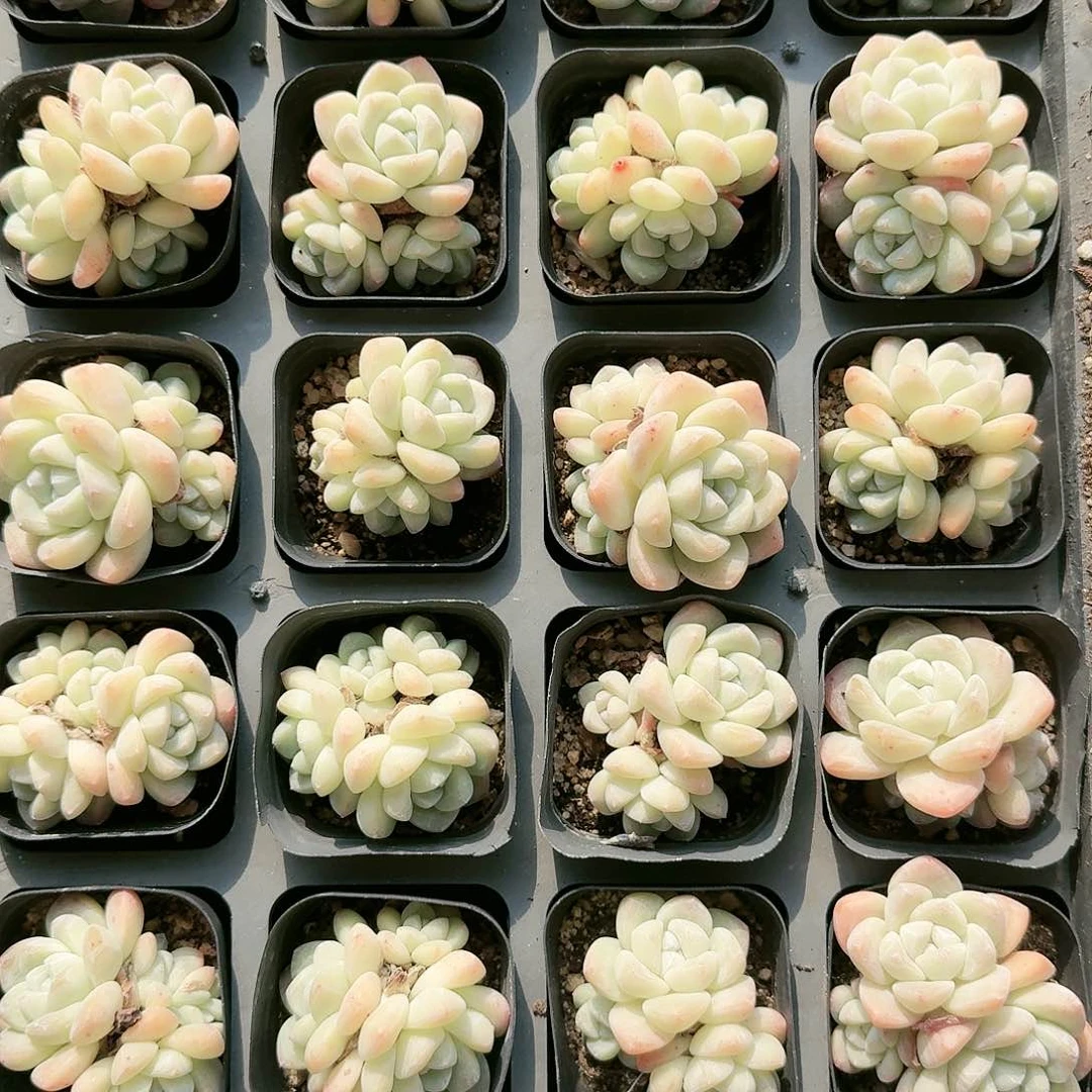 【满20包邮】零下拍保温箱3头冰玉