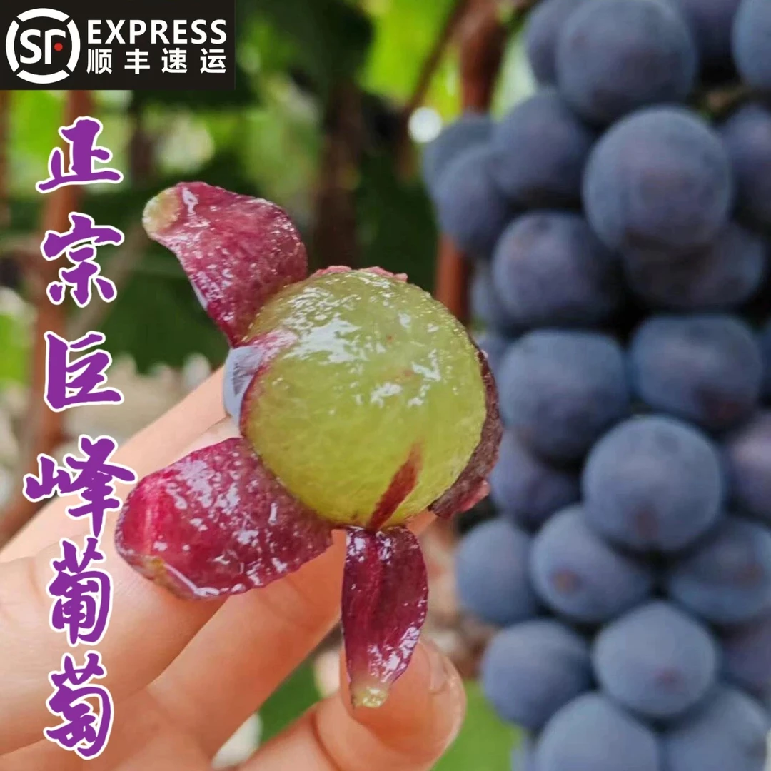 顺丰正宗湖南衡阳自然成熟巨峰葡萄新鲜现摘当季水果无籽甜葡萄