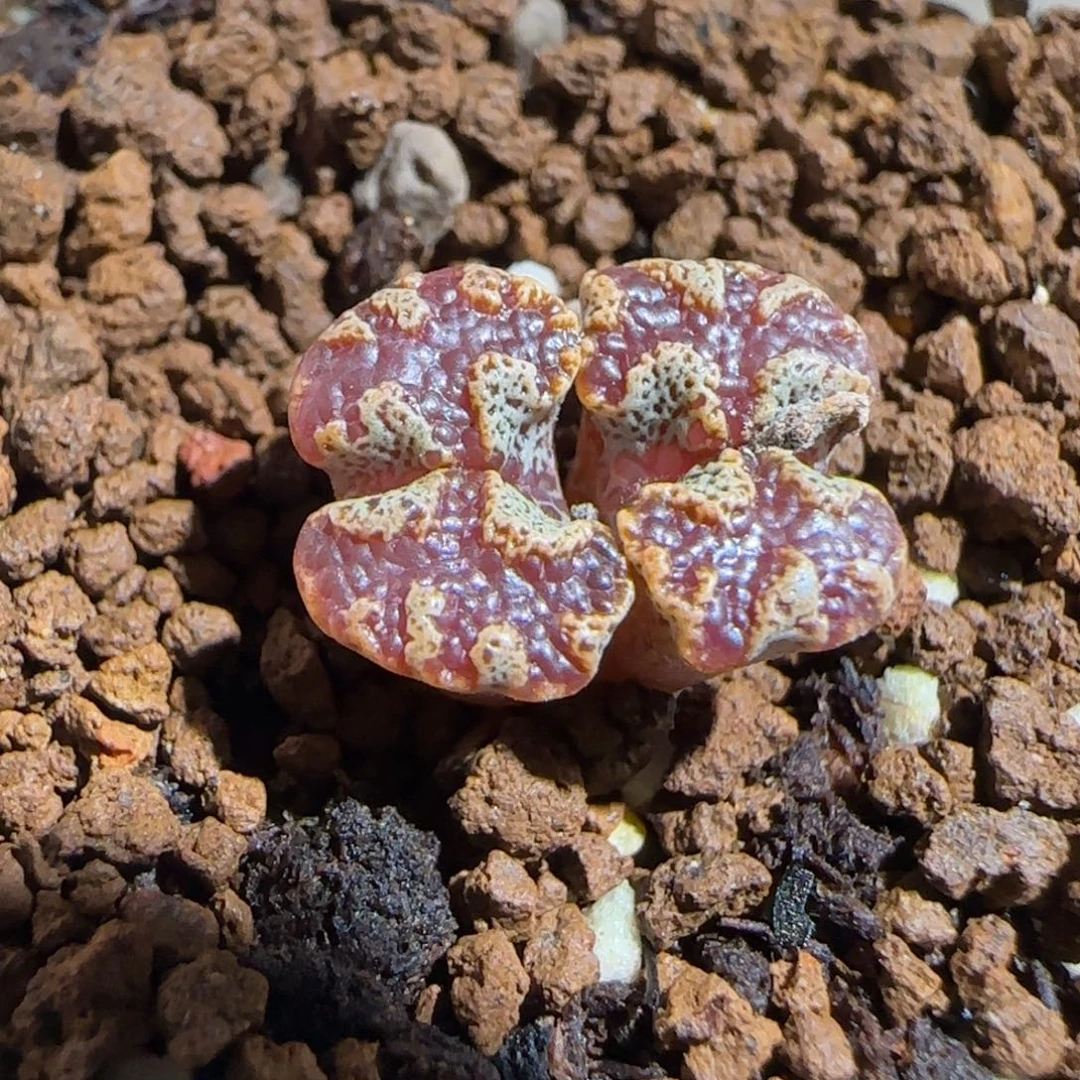 肉锥多肉植物组合-蝴蝶888
